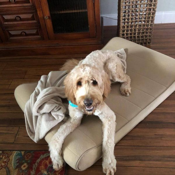Bella, Goldendoodle, Companion Dog Training In Home, Sarasota, Florida