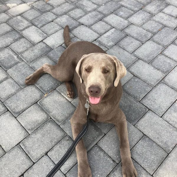 Colby, Labrador Retreiver, Companion Dog Training In Home, Myakka City, Florida