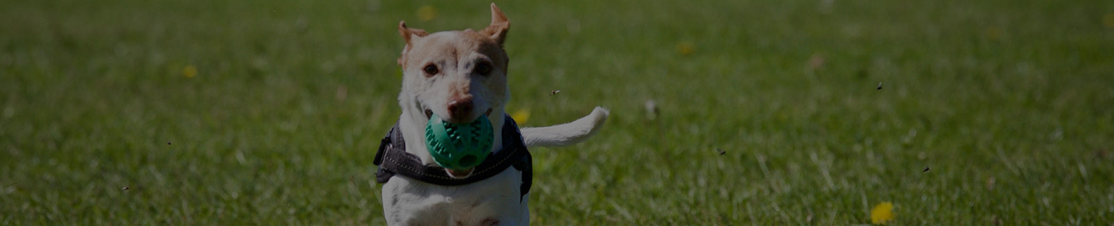 dog running with training ball