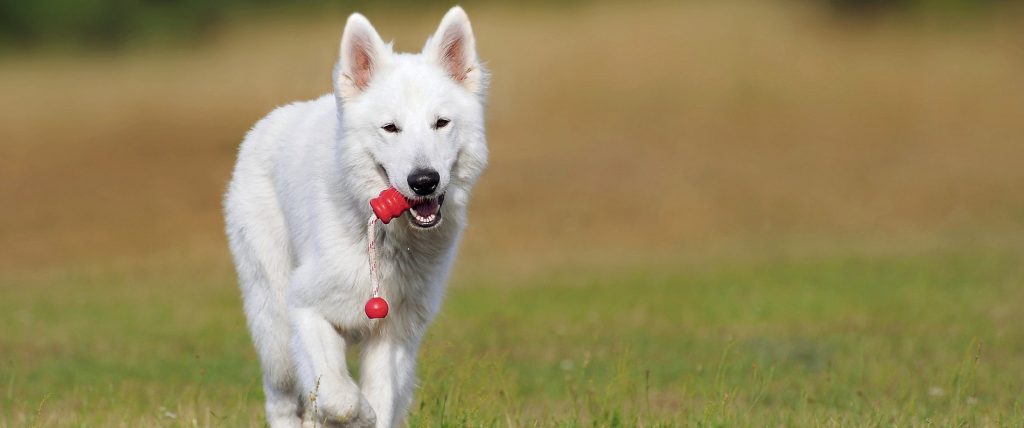 husky carrying dog training ball