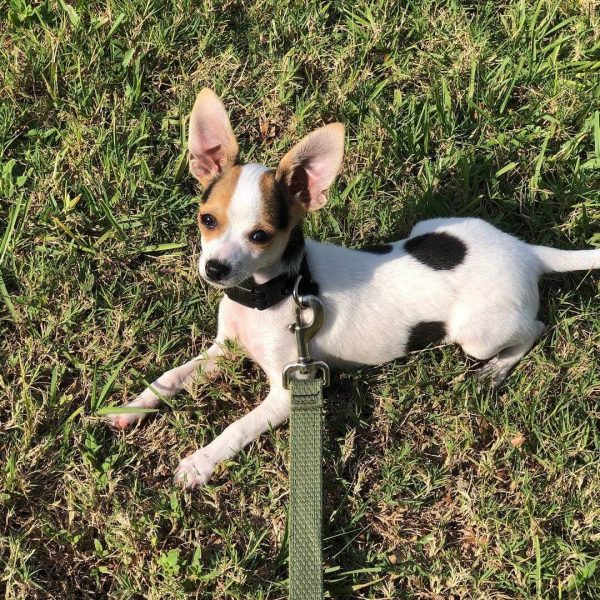 Jo Jo, Chihuahua, Companion Dog Training, Sarasota, Florida