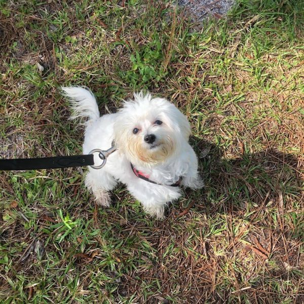 Polly, Maltipoo, Companion Dog Training, Lakewood Ranch, Florida