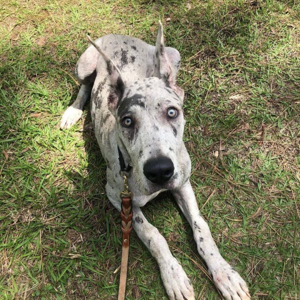 Reagan, Great Dane, Companion Dog Training, Sarasota, Florida