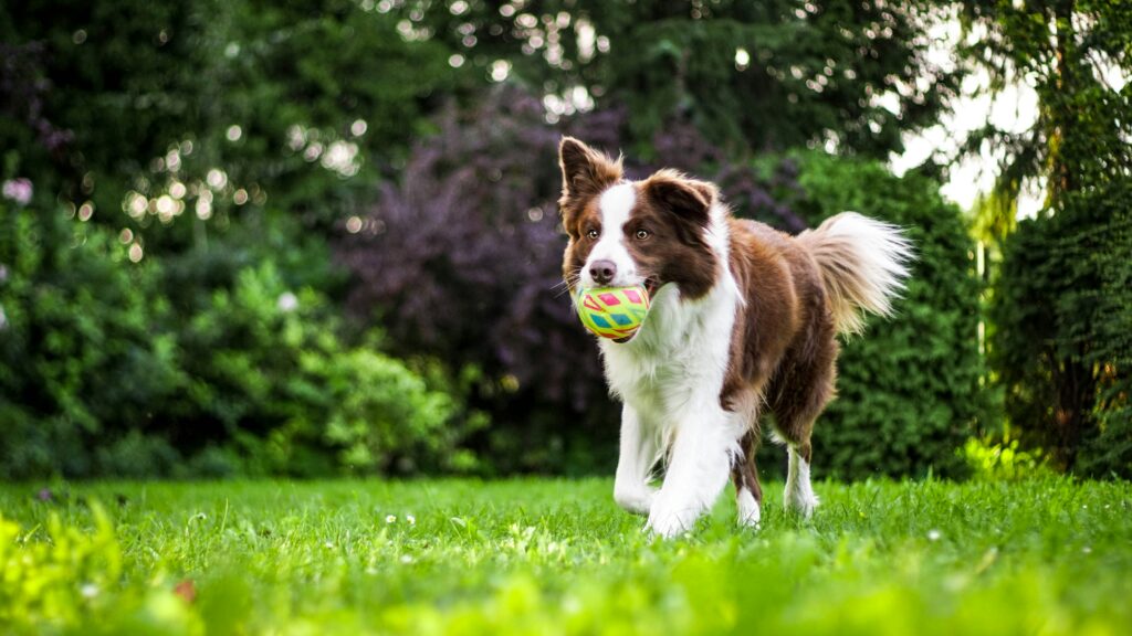 dog training sarasota