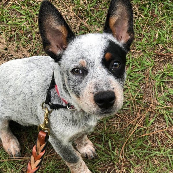 bandit-australian-cattle-dog-600x600