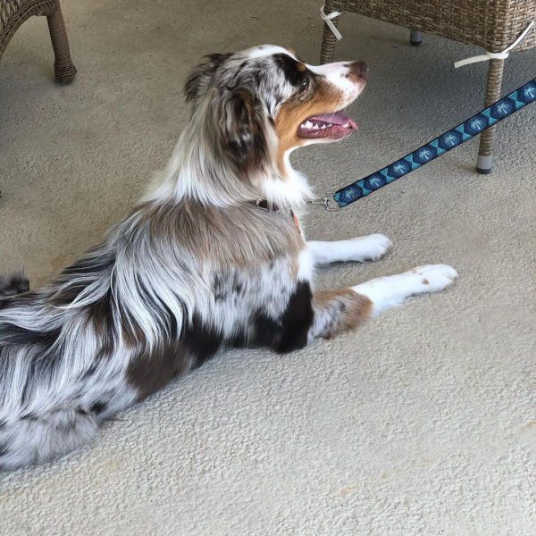 moose-australian-shepherd-600x600 (1)